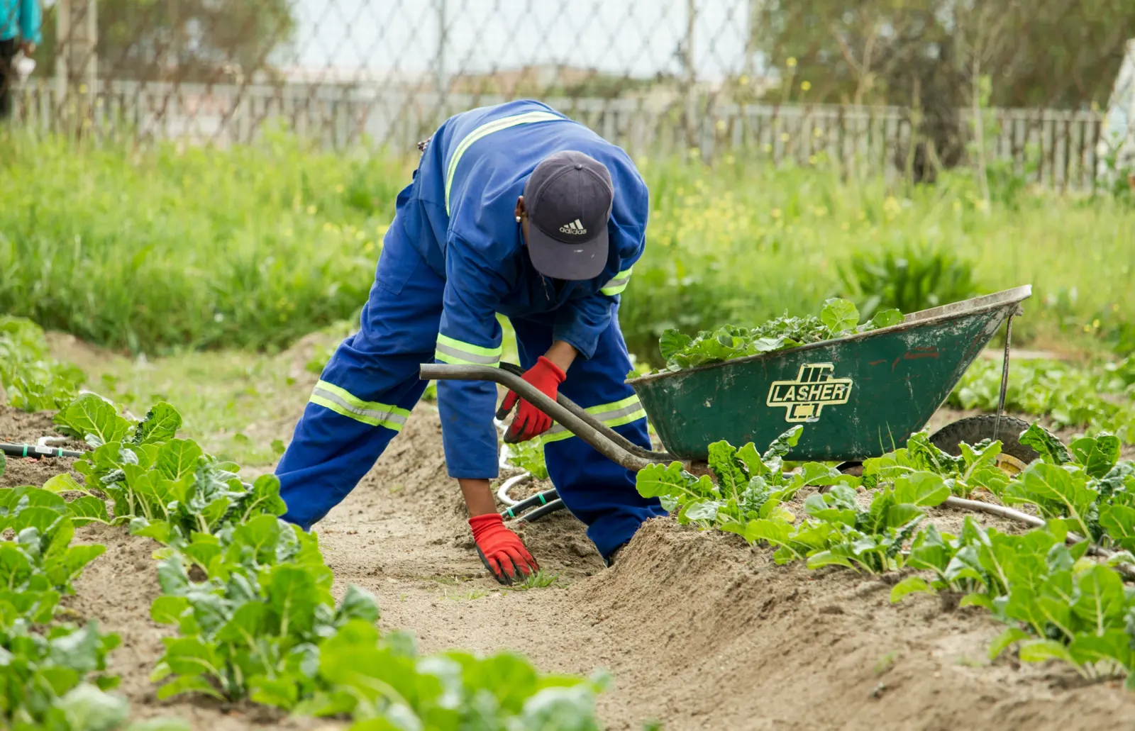Garden Clearance